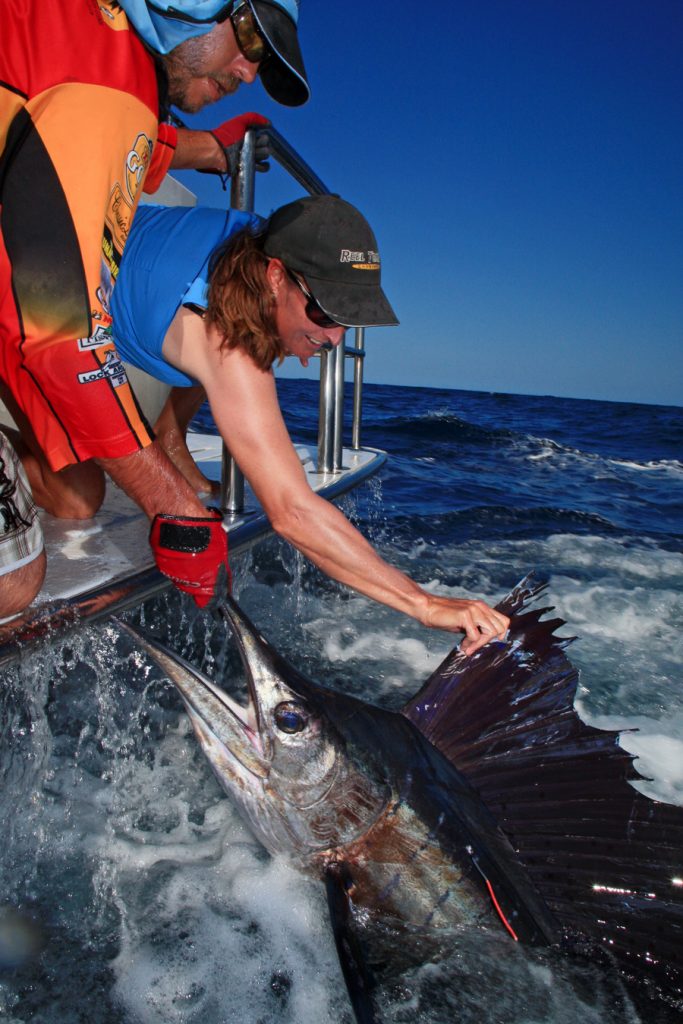 A sailfish is being held by the side of a boat, ready for release. This sailfish has been tagged as part of a citizen science program. Photo courtesy of Tim Simpson, Bluewater Magazine. www.bluewatermag.com.au